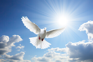 White dove flying in the sky. Peace. Relax. Calm.