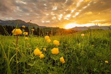 Foto auf Alu-Dibond Allgäu - Blumen - Sonnenuntergang - Berge - Oberstdorf © Dozey