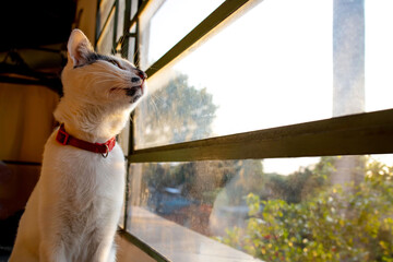 Young cat with collar, looking outside through the window