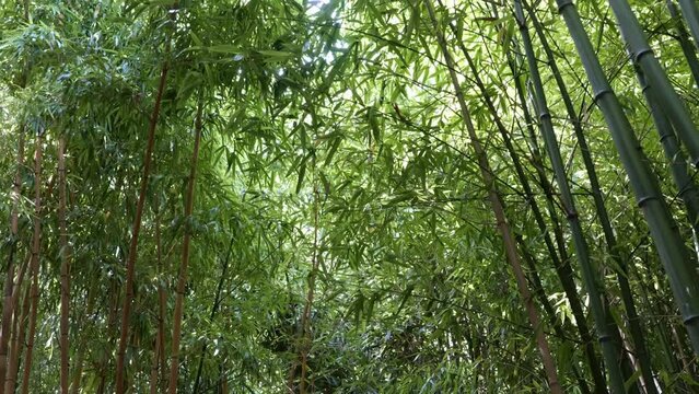 bamboos in a bamboo forest