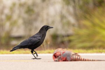 A crow checks a roadkill armadillo in Venice, Florida