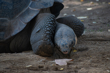 Galapagos turtoise in her natural environment trying to eat a dry leaf