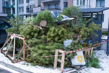 Recycling Christmas trees after the holidays. A Christmas tree thrown into the trash in a landfill in the courtyard of a residential building. New year tree disposal after celebration. Recycle garbage - obrazy, fototapety, plakaty