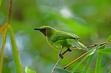 Leaf Bird on a tiny branch.
