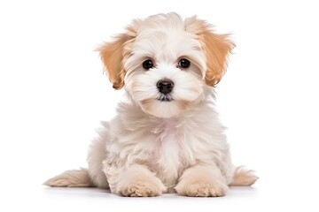 Adorable white puppy with a cute and happy expression in the studio.