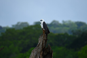Fish Eagle on a dead tree.