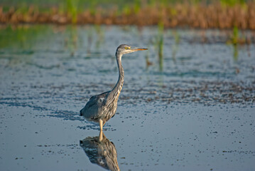 Gray Heron (Ardea cinerea) hunting fish in the water.
