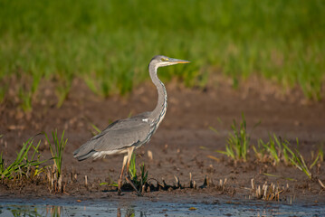 Gray Heron (Ardea cinerea) hunting fish in the water.