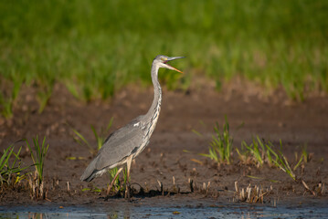 Gray Heron (Ardea cinerea) hunting fish in the water.