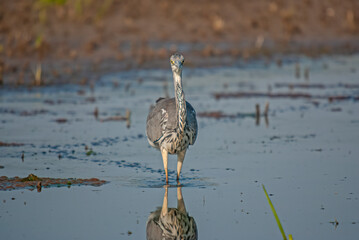 Gray Heron (Ardea cinerea) hunting fish in the water.