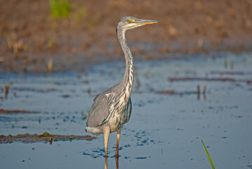 Gray Heron (Ardea cinerea) hunting fish in the water.