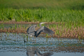 Gray Heron (Ardea cinerea) preparing to fly in a wetland.