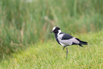 Fototapeta premium Waffenkibitz