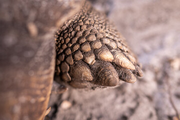 big old turtle on the ground 