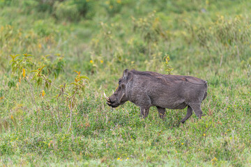Warzenschwein