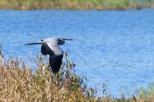 Grey heron is large gray migratory bird