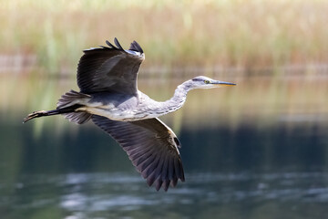 Grey heron is large gray migratory bird
