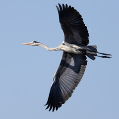 Grey heron is large gray migratory bird