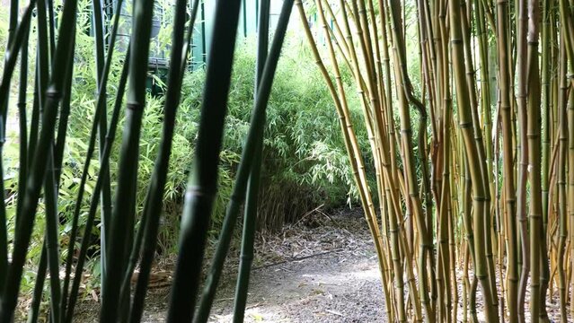 bamboos in a bamboo forest