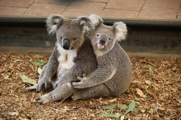 Koala © Stefanie