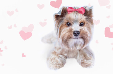 Happy small dog (Yorkshire terrier) wearing pink bow celebrating Valentine day. Hearts on background. Valentine's Day, birthday, mother's, women's day concept.