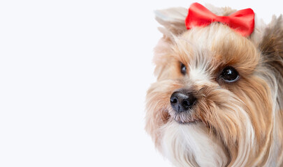 Portrait of small dog (Yorkshire terrier) with cute ekspresion wearing bow. Isolated on white...