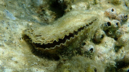 Giant oyster or Pacific oyster, immigrant oyster (Magallana gigas) undersea, Aegean Sea, Greece, Halkidiki