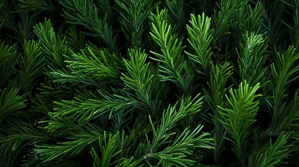 Beautiful green fir tree branches close up. Christmas and winter concept, close up of Christmas trees branches green texture background. - obrazy, fototapety, plakaty