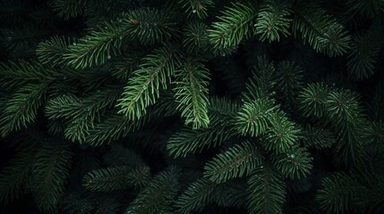 Fototapeta na wymiar Beautiful green fir tree branches close up. Christmas and winter concept, close up of Christmas trees branches green texture background.