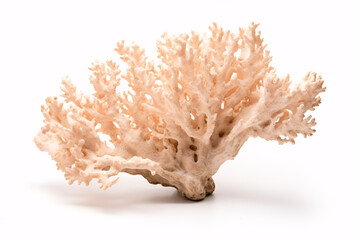 An illustration of arid, calcareous coral isolated on a plain white background.