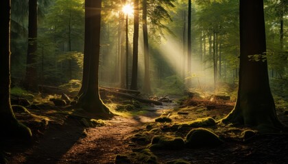 Sunbeams Dancing Amongst the Enchanting Forest Canopy