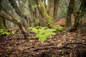 Anaga rainy forest with old laurel trees and ferns, Tenerife
