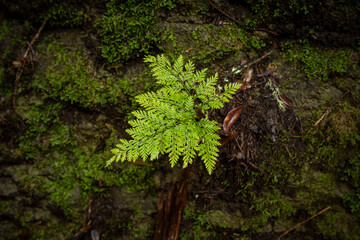 Fern leaf in  Anaga rainy forest, Tenerife