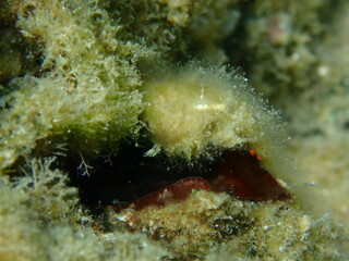 Bivalve mollusc Noah's ark shell or Noah's ark, Noah's arch (Arca noae) close-up undersea, Aegean Sea, Greece, Halkidiki