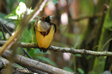 Male Magnificent bird-of-paradise (Diphyllodes magnificus) in Arfak mountains in West Papua, Indonesia