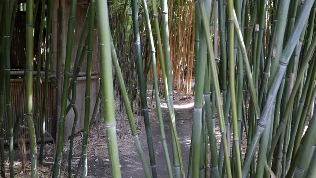 bamboos in a bamboo forest