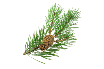 spring pine on a white isolated background
