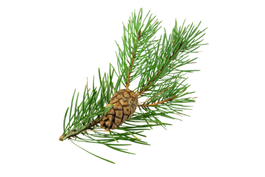 spring pine on a white isolated background