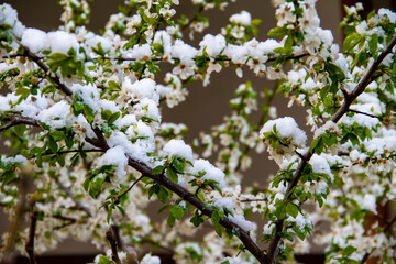 white flowers in spring and snow