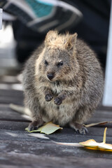 Quokka