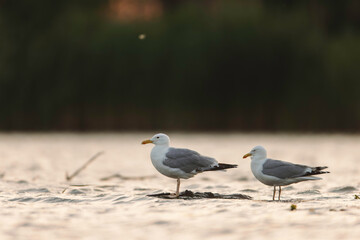 Two Graceful Seagulls Enjoying the Serene Waters