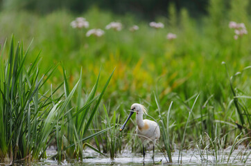 A Majestic White Heron Standing Gracefully in the Serene Waters