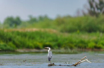 Two Birds Enjoying a Serene Moment in Shallow Waters