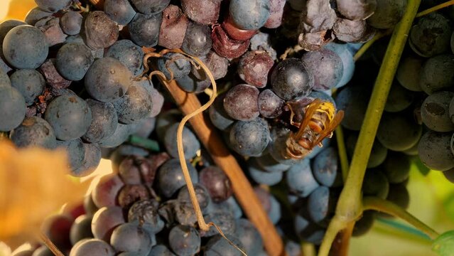 wasp on grapes. ripe grape bunch. close-up. A large wasp sits on a bunch of ripe dark blue grapes and drinks sweet grape juice. vineyard. grape harvest. grapevine. viticulture. Winery and Wine