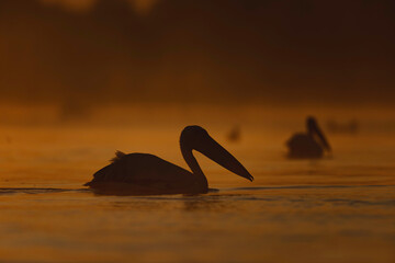 Fototapeta na wymiar A Majestic Swan Gliding Gracefully on the Serene Surface of a Lake