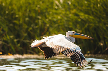 A Majestic Pelican Soaring Over the Serene Waters