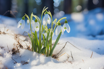 Pristine Snowdrop Clusters Emerging on Snowy Ground in the Forest Against Soft Blue Sky.