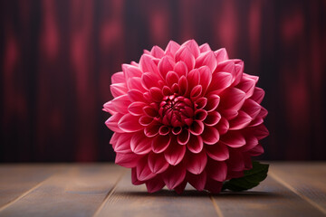 pink chrysanthemum in a vase