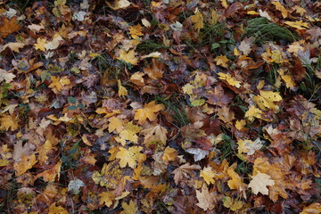 herbstlaub waldboden
