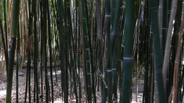 bamboos in a bamboo forest